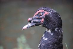biodiversidad.jpg